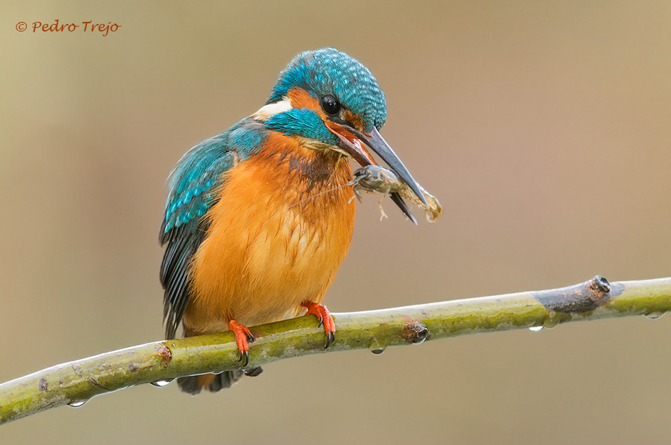 Martín pescador (Alcedo atthis)